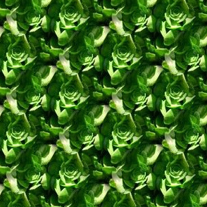 Succulent Mosaic | Seamless Botanical Photo Print