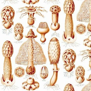 Haeckel's mushrooms sepia 