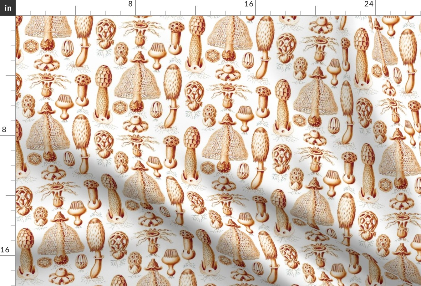 Haeckel's mushrooms sepia 