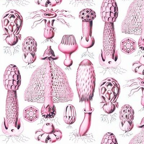 Haeckel's mushrooms mauve 