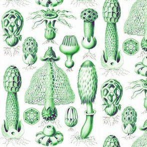 Haeckel's mushrooms  kelly green 