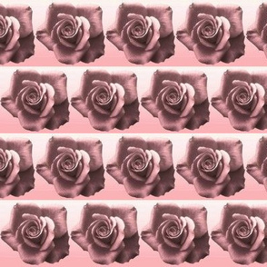 Brown Rose with Pink