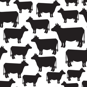 Cows Black on White