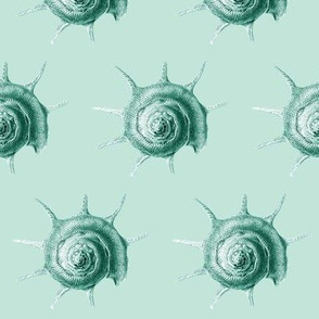 haeckel's  little nautilus green