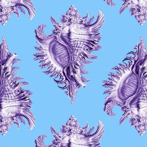 Haeckel's  conch blue