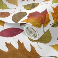 life-sized autumn leaves on white