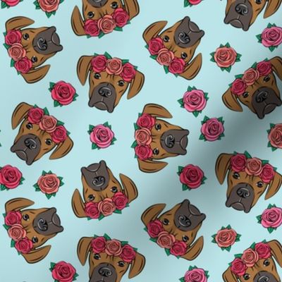 boxer  - floral crowns - fawn on blue