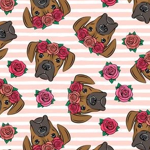 boxer  - floral crowns - fawn on pink stripe