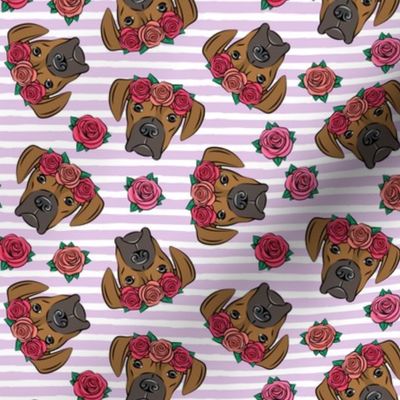 boxer  - floral crowns - fawn on purple stripe