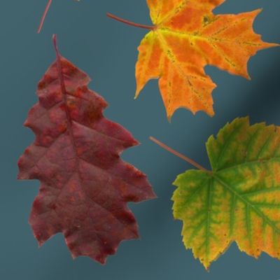 life-sized leaves on bowditch blue