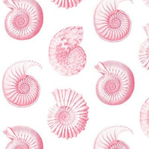 Haeckel's nursery nautilus pink