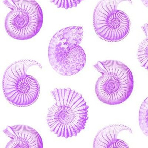 Haeckel's nursery nautilus purple