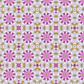 Pink and Daisies 1266
