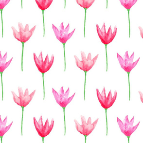 Tulips Watercolor Pinks on White