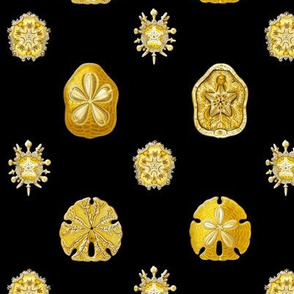 gold plated sand dollars