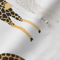 Giraffes on white background