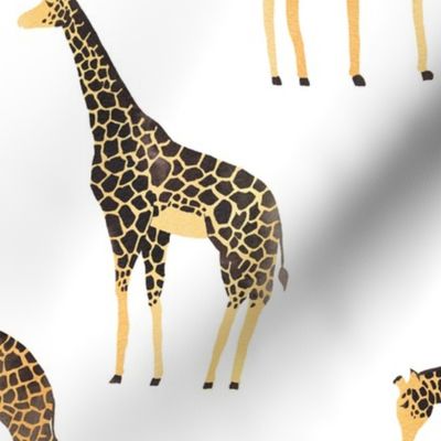 Giraffes on white background