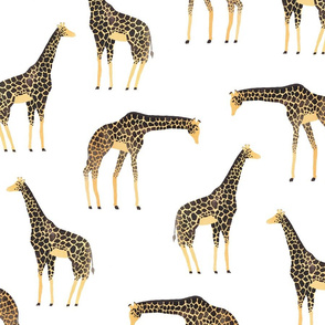 Giraffes on white background