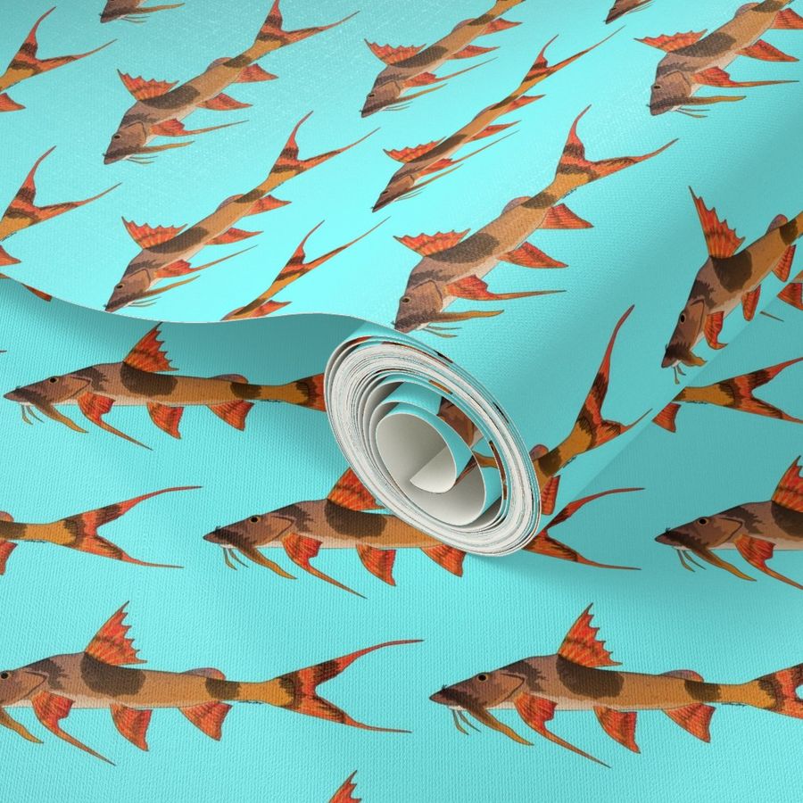 Catfish Wallpapers  Top Free Catfish Backgrounds  WallpaperAccess