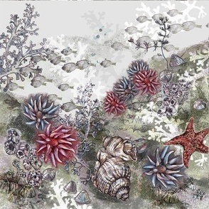 anemones_rockpool_placement