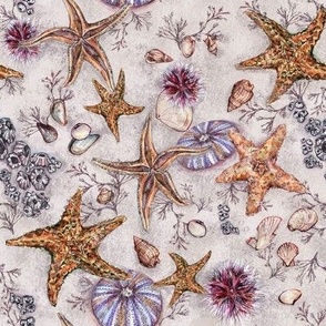 rockpool_starfish