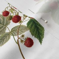 Realistic raspberries