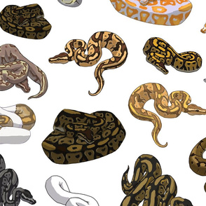 Ball Python Morph Pattern Transparent