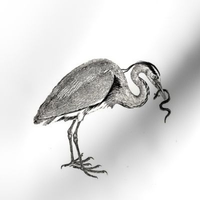 Bewick's Heron