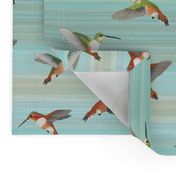rufous hummingbirds on aqua