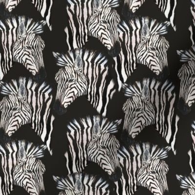 Small Zebra profiles