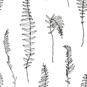 jumbo fern black and white