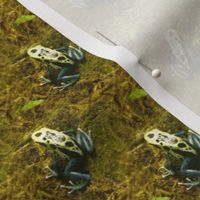 Poison Dart Frog | Seamless Photo Print