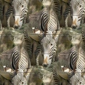 Zebra Park | Wildlife Photo Print