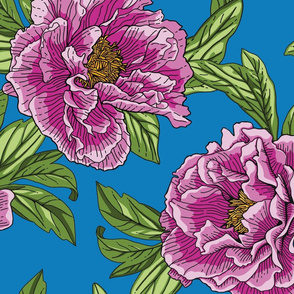 Pink Purple Peony Flowers with Green Leaves on Blue