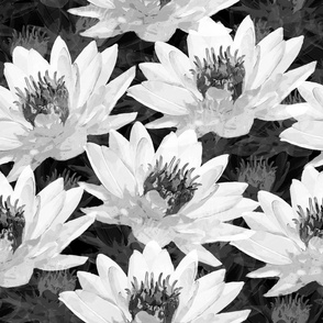 Water Lilies in Black and White