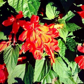 Beautiful Red Flowers