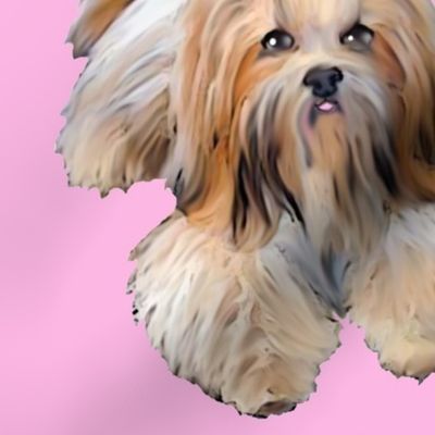 Lhasa_Apso