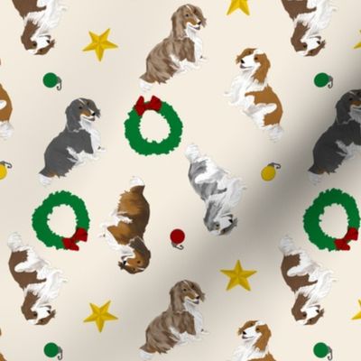 Tiny piebald Longhaired Dachshunds - Christmas