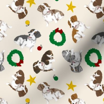 Tiny piebald Wirehaired Dachshunds - Christmas