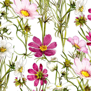 large white and pink cosmos in watercolor