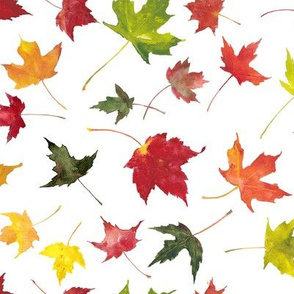 colorful watercolor fall maple leaves