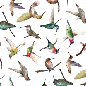 hummingbirds of all shapes in watercolor