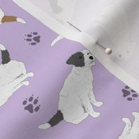 Tiny Jack Russell Terriers wire coat - purple