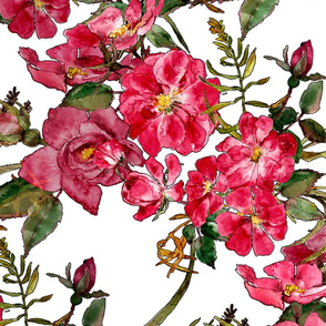 red roses and rosebuds in watercolor