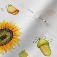 Sunflowers and acorns on white