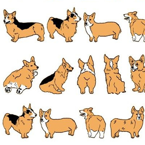 Corgis