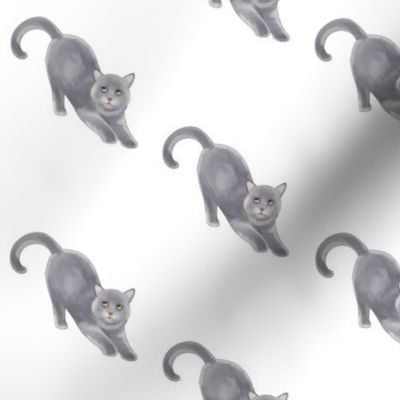 Gray Cat Pattern