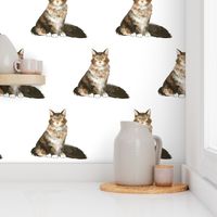 Maine Coon Cat Pattern