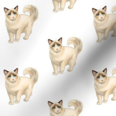 Ragdoll Cat Pattern