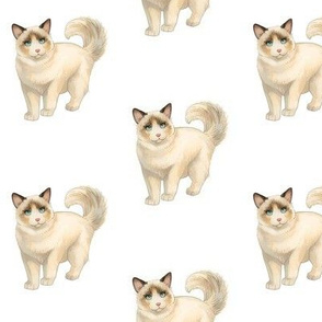 Ragdoll Cat Pattern